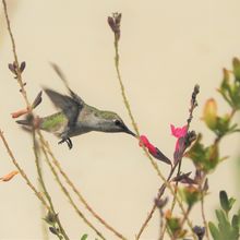 Photograph of a hummingbird