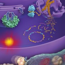 Infographic showing how bursting micronuclei promote cancer