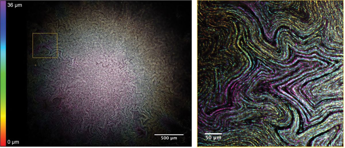 <em>E. coli</em> biofilms observed under a Mesolens reveal channel structures permeating throughout the colony