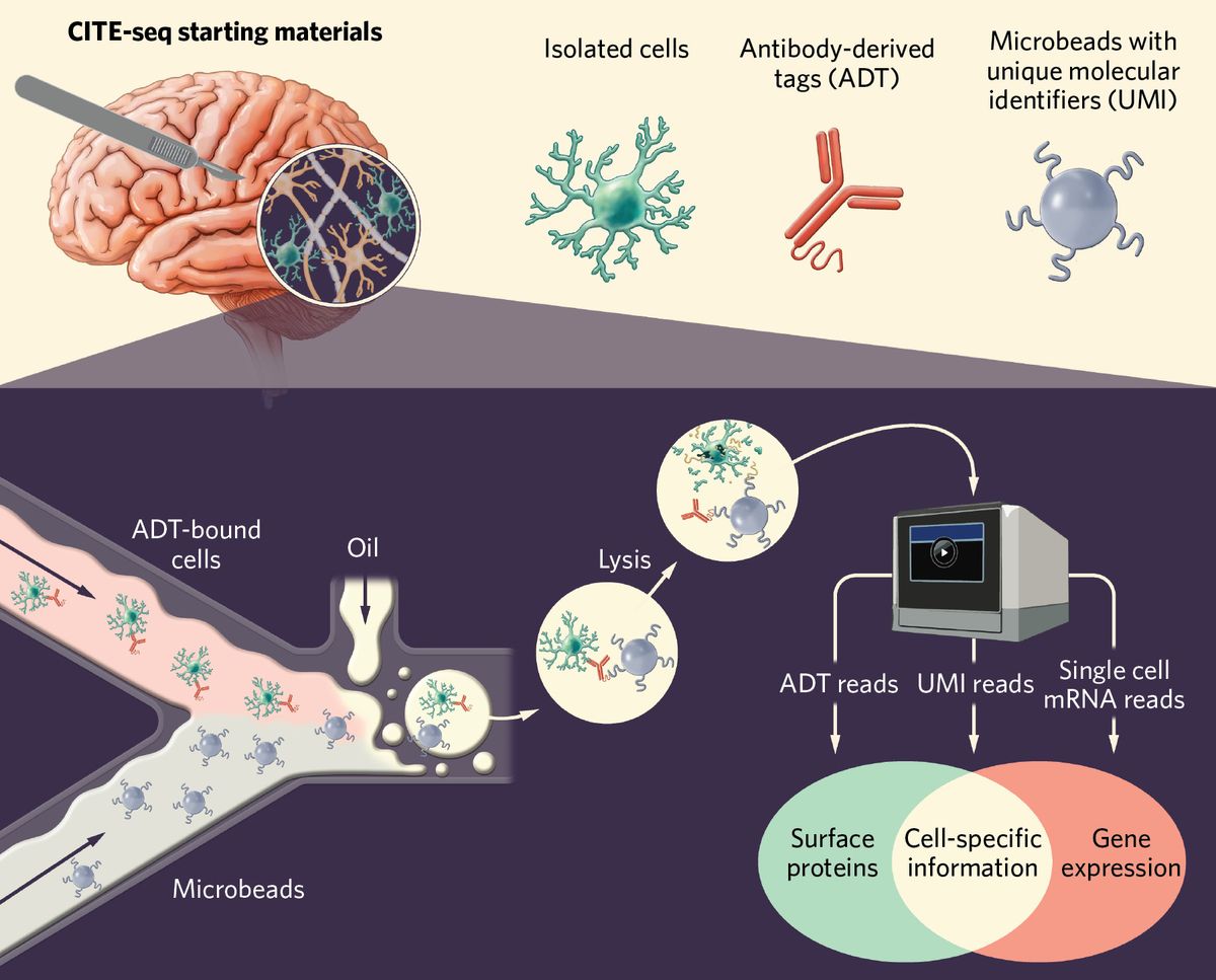 Infographic showing how CITE-seq detects protein and gene expression in the same cell