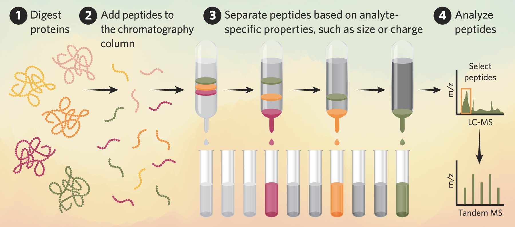 A flowchart illustrating the process of bottom-up proteomics with tandem MS.