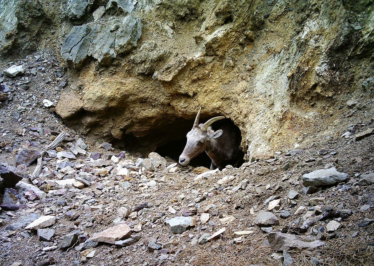 Bighorn sheep leaving the mine