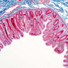 Human large intestine tissue under microscope view