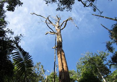 An image of a pale, dead tree taken from the ground, so that the tree limbs stretch up into the sky.&nbsp;