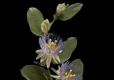 Glass blown and sculpted model of the golden bellapple (<em>Passiflora laurifolia</em>)