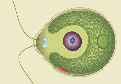 Structure of a Chlamydomonas, green algae