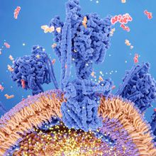 An illustration of a mitochondrion, represented by a purple and orange bilayer, synthesizing reddish molecules of ATP.