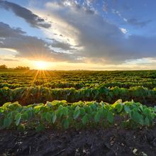 Rows of soybean plants with green leaves beneath a partially clouded sky with the rising sun in the background.