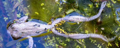 A closeup of a dead frog floating in water with aquatic plants underneath it