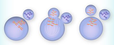 Infographic depicting one way centromeres can &quot;cheat&quot; during meiosis