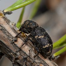 a fuzzy black and tan beetle chews on the bark of a pine tree sapling, whose needles can be seen in the background