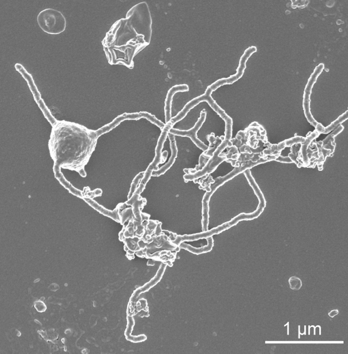 Asgard archaea