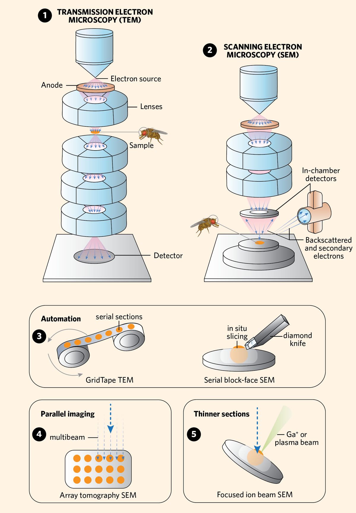 Infographic detailing two volume electron microscopy modalities.