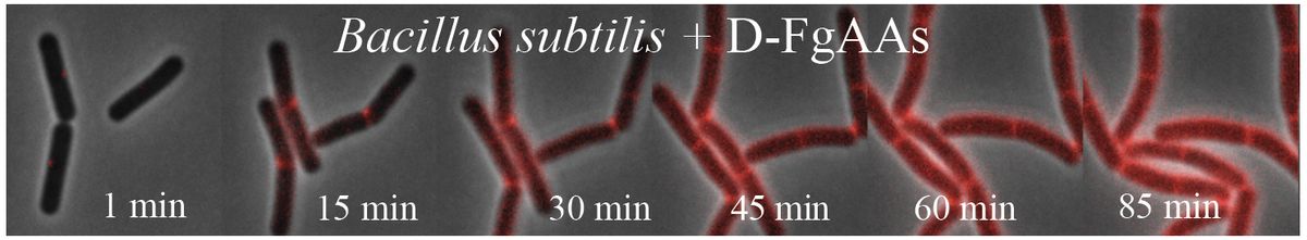 This image shows bacteria in red, which have incorporated fluorogenic D-amino acids into their cell walls.