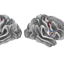 fMRI scan of two brains