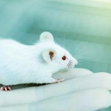 Human hand with white glove holding a white mouse in a green background.