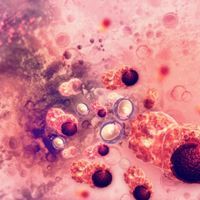 illustrations of cancer cells dividing in pink tones