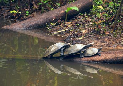 Three turtles resting closely together on a log, one end of which is submerged in brackish water