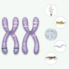 Organisms from infographic about transposable elements 