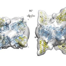 Illustration of two weaving proteins 