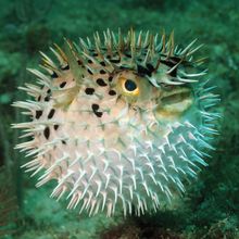 Pufferfish underwater in ocean