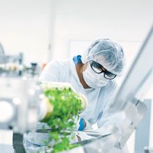 Man in personal protective equipment (glasses, gloves, cap, and coat) watching plants go through a piece of machinery.