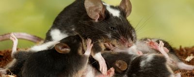 A mother mouse breastfeeds her offspring