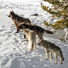 four wolves cluster together in the snow next to a tree. one wolf at the front looks out into the distance.