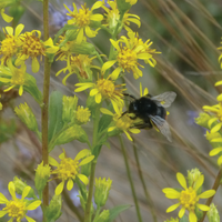 Insects Might Be More Sensitive to Radiation than Thought