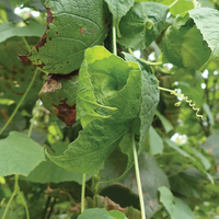 Specialized Leaves Keep This Plant&rsquo;s Fruit Warm