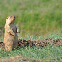 Farming Associated with Long-Term Decline in Marmot Populations