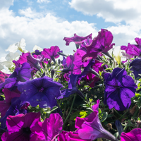 Petunia&rsquo;s Waxy Cuticle Regulates the Plant&rsquo;s Sweet Smell