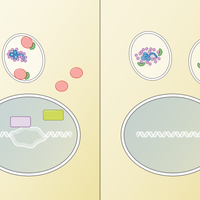 Infographic: A Cellular Defense Against Ebola Virus