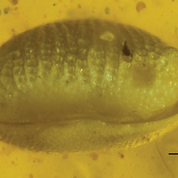 Unearthed: World&rsquo;s Oldest Animal Sperm&mdash;And It&rsquo;s Giant