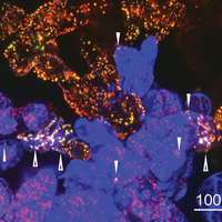 plant organelle plastid horizontal genome transfer